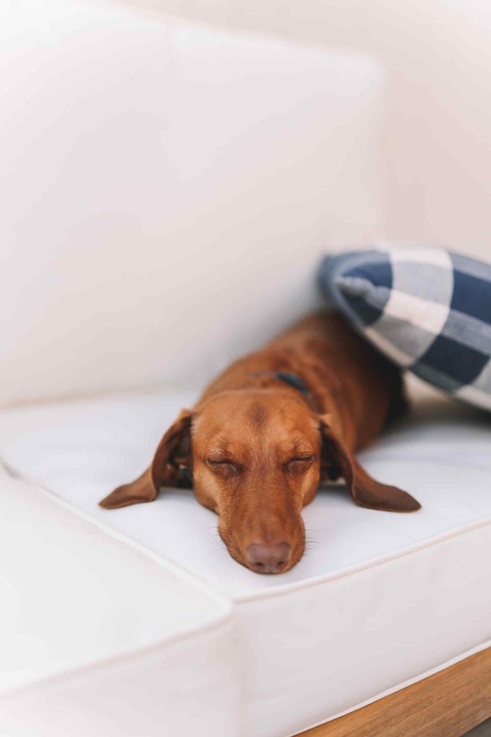 dog sleeping