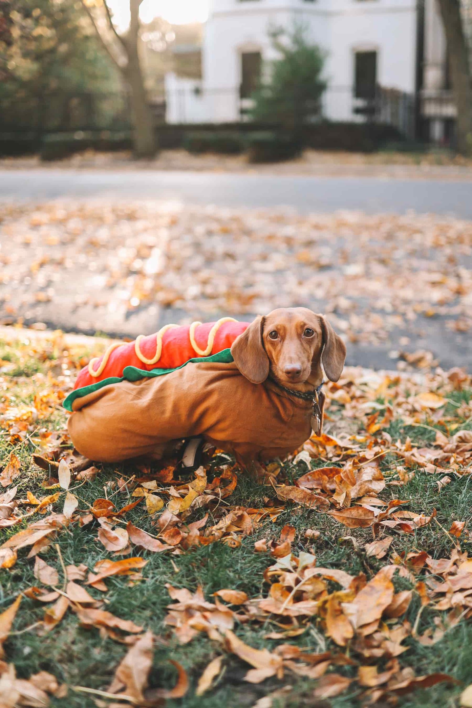 hotdog costume for dogs