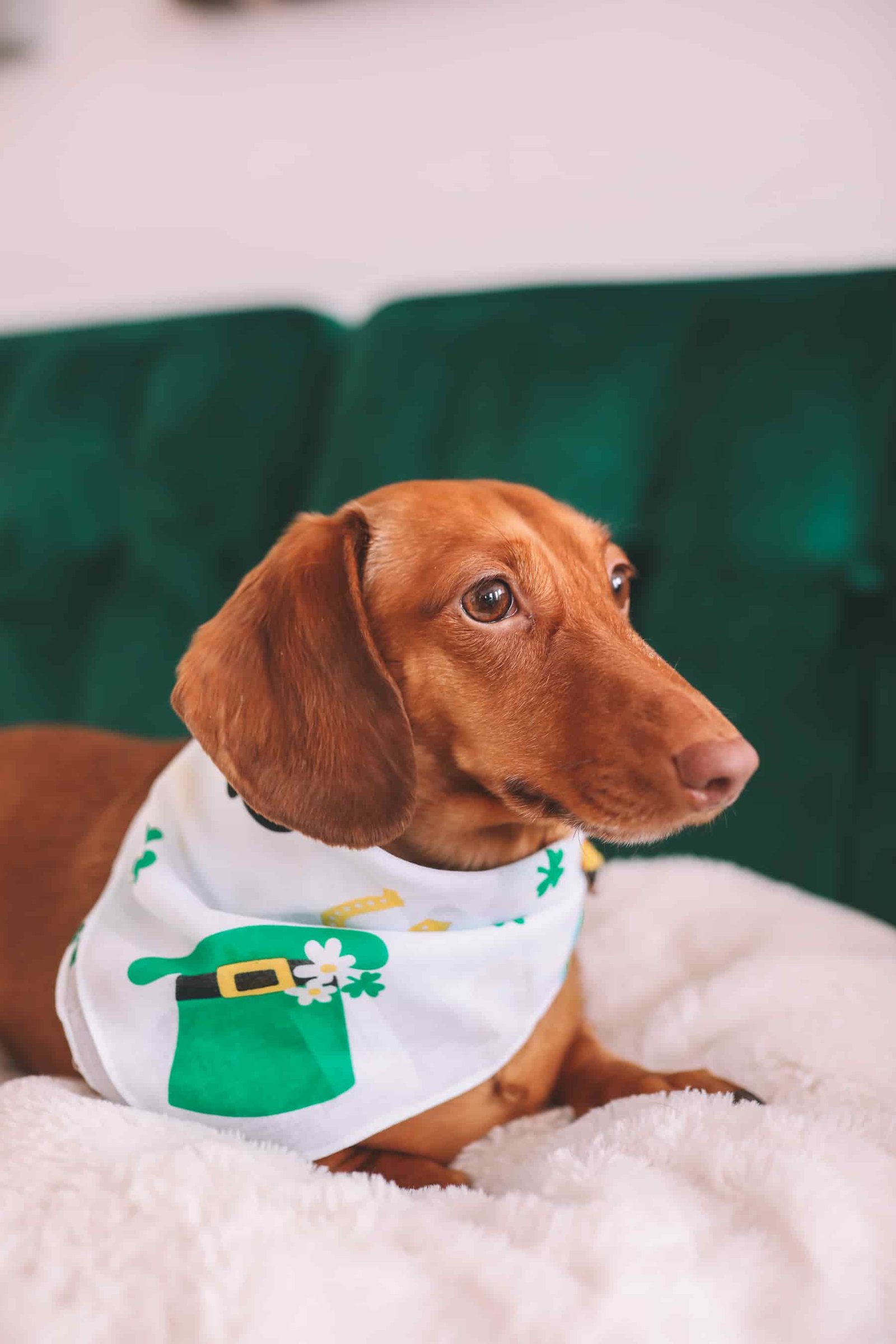 Happy Saint Patrick's Day