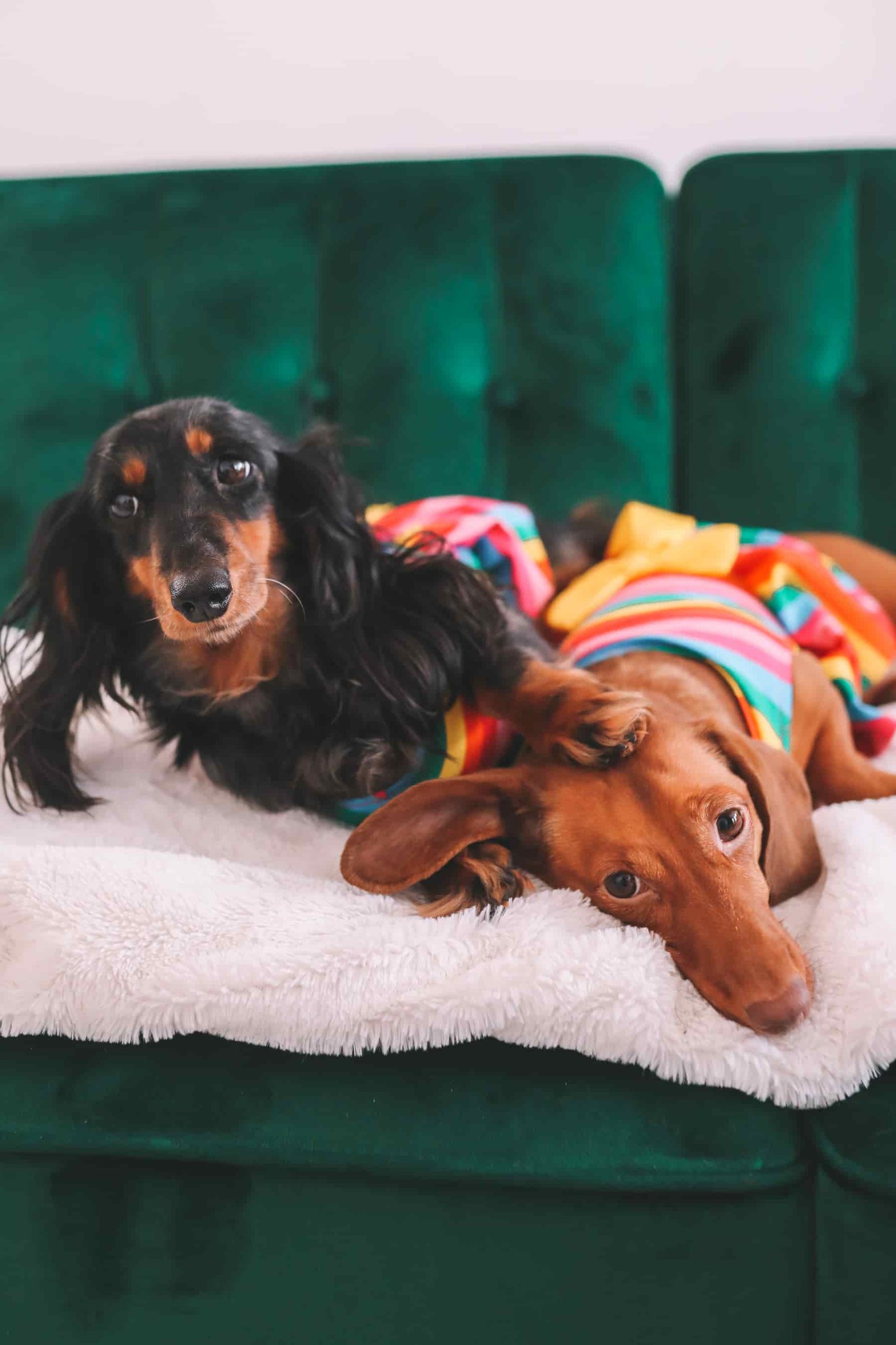 dachshund photoshoot