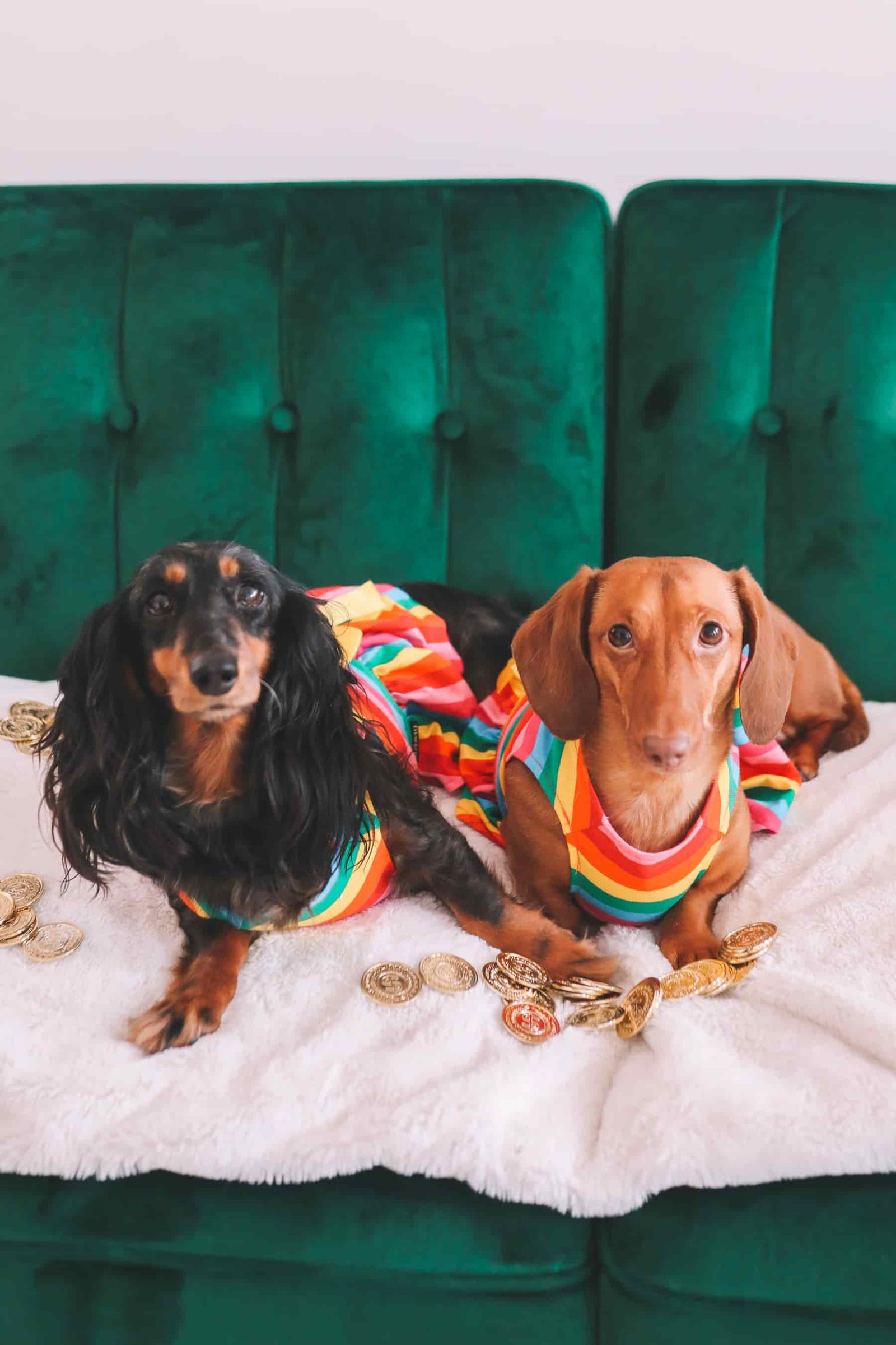 dachshund photoshoot