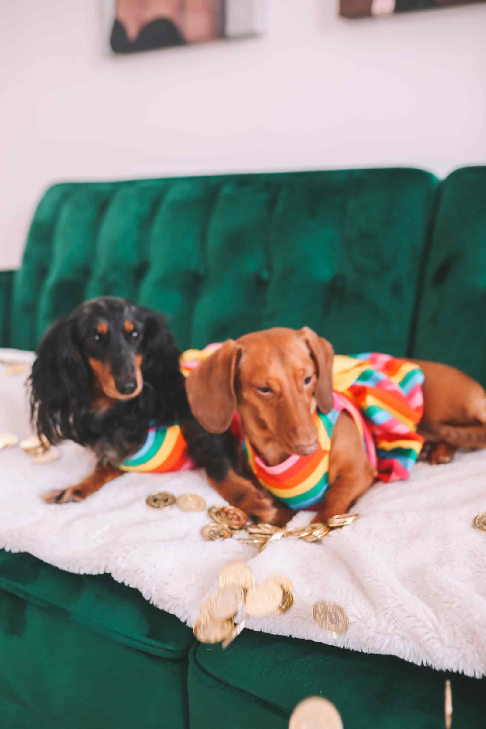 dachshund photoshoot