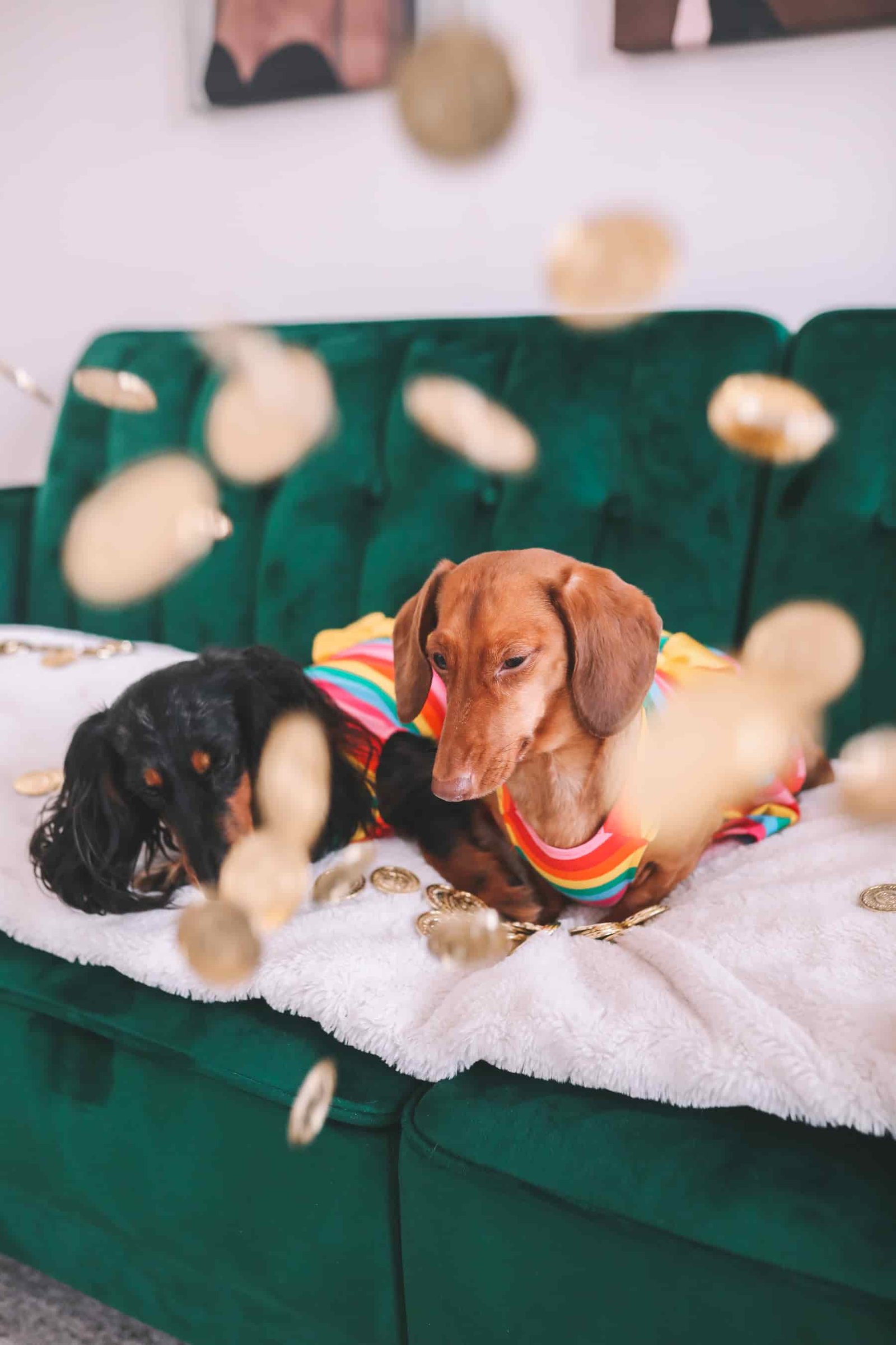 dachshund photoshoot