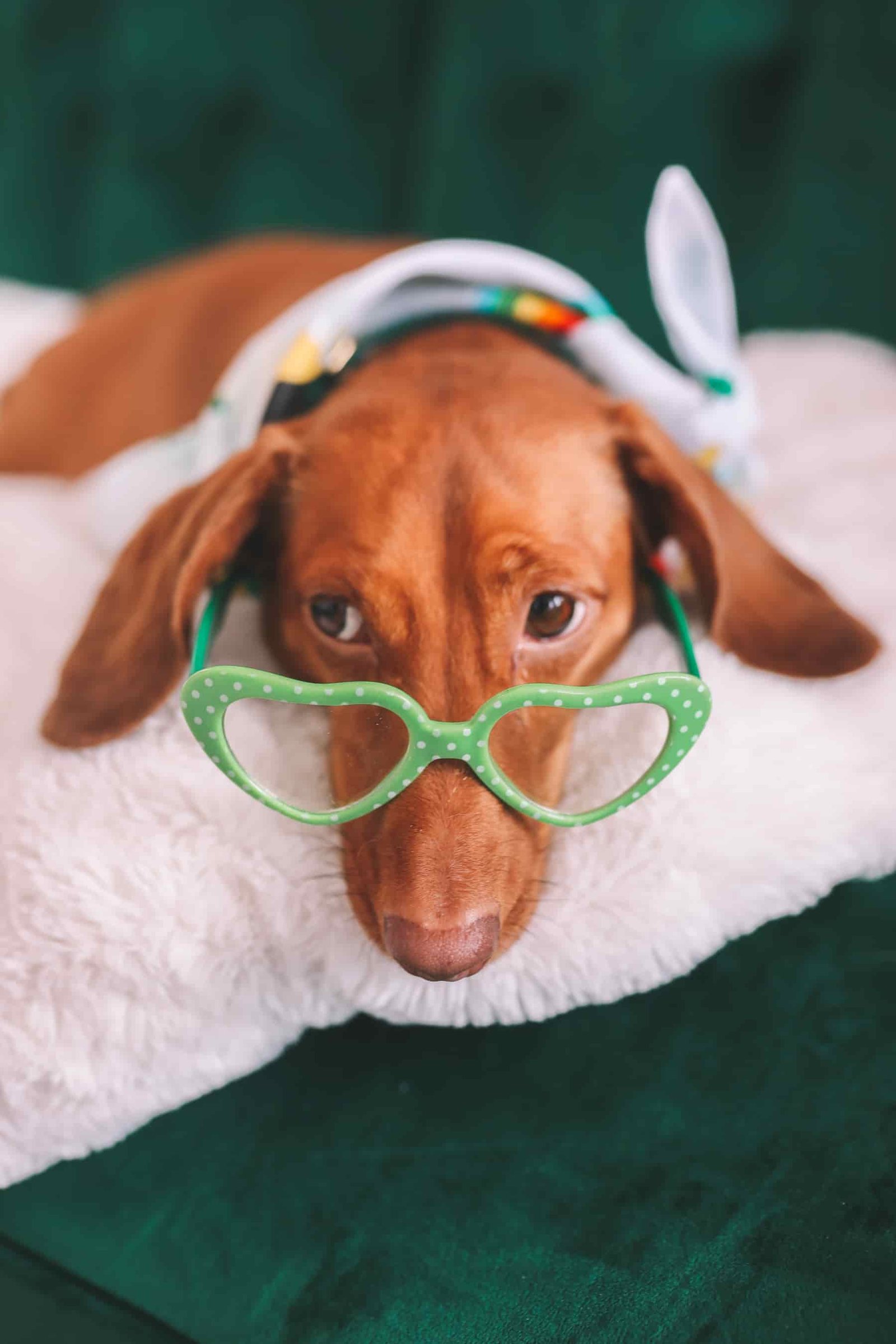 dachshund photoshoot
