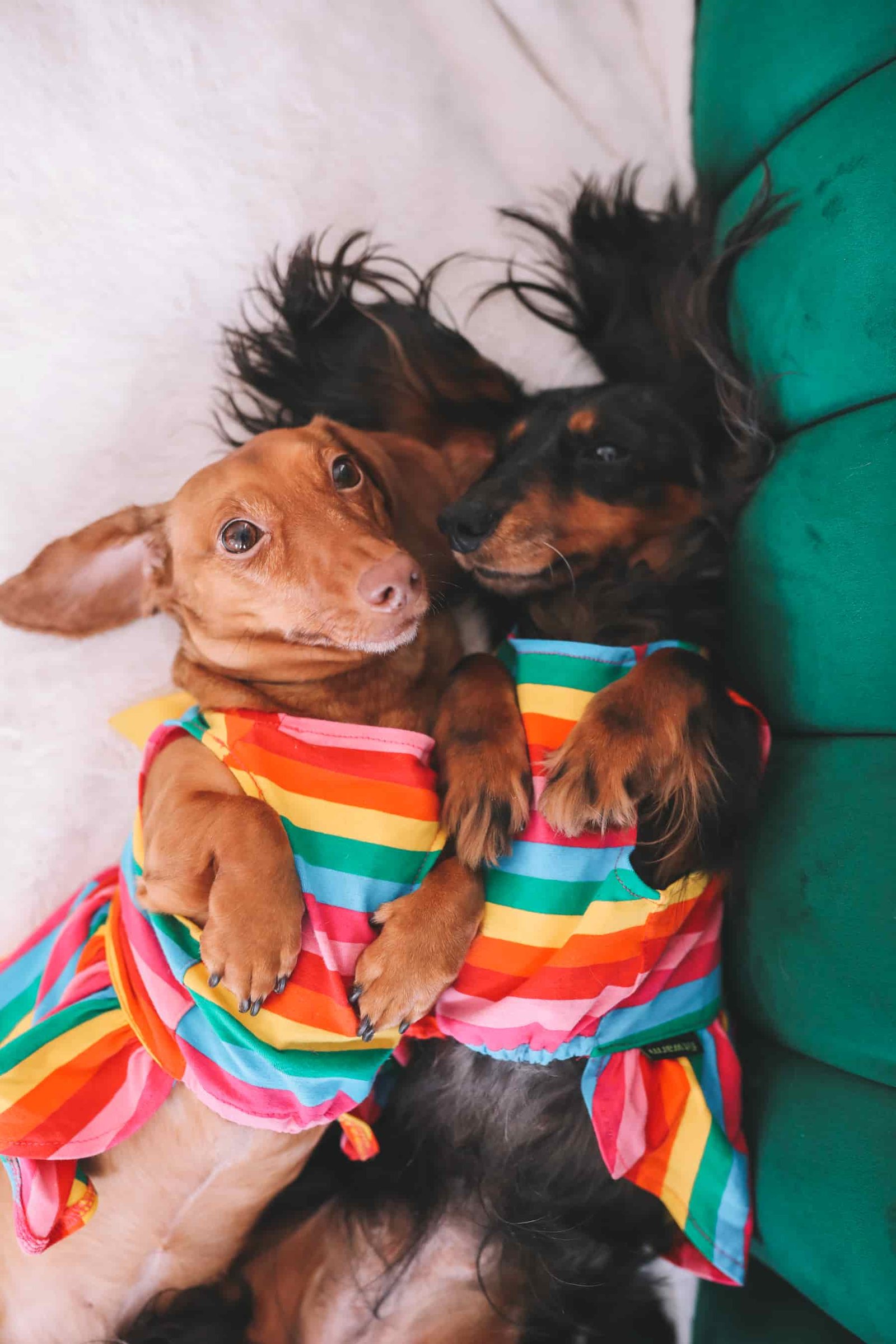 dachshund photoshoot