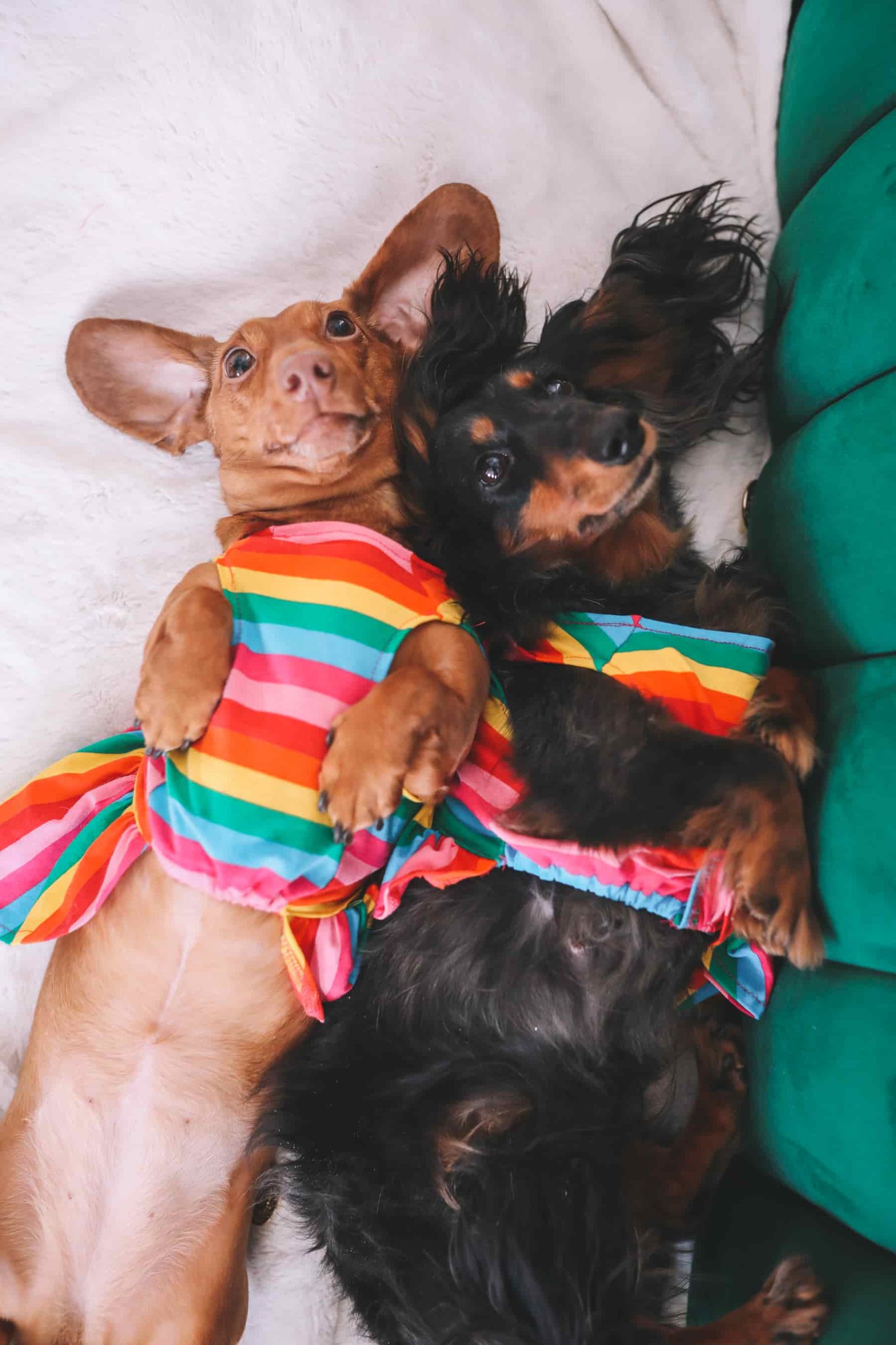 dachshund photoshoot