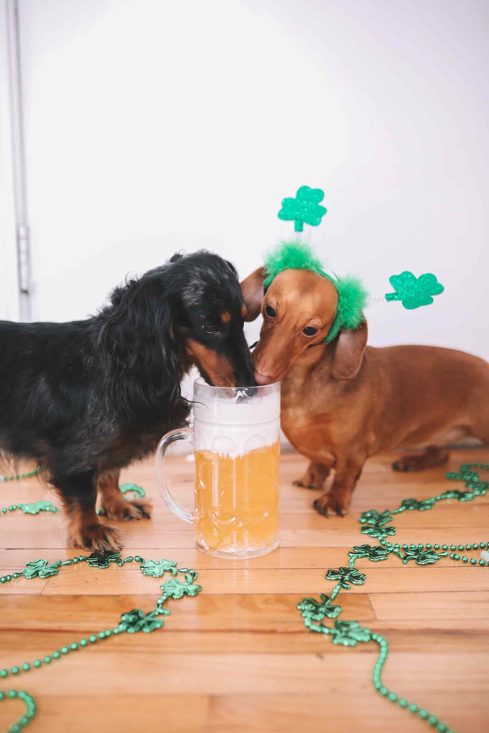 dachshund photoshoot