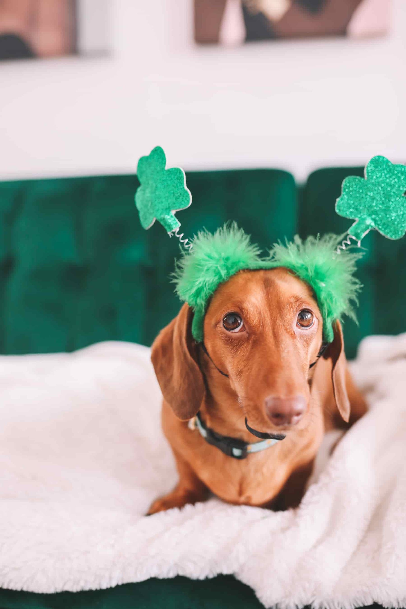 dachshund photoshoot