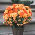 The Best Artificial Mums