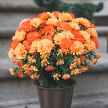 The Best Artificial Mums of 2024