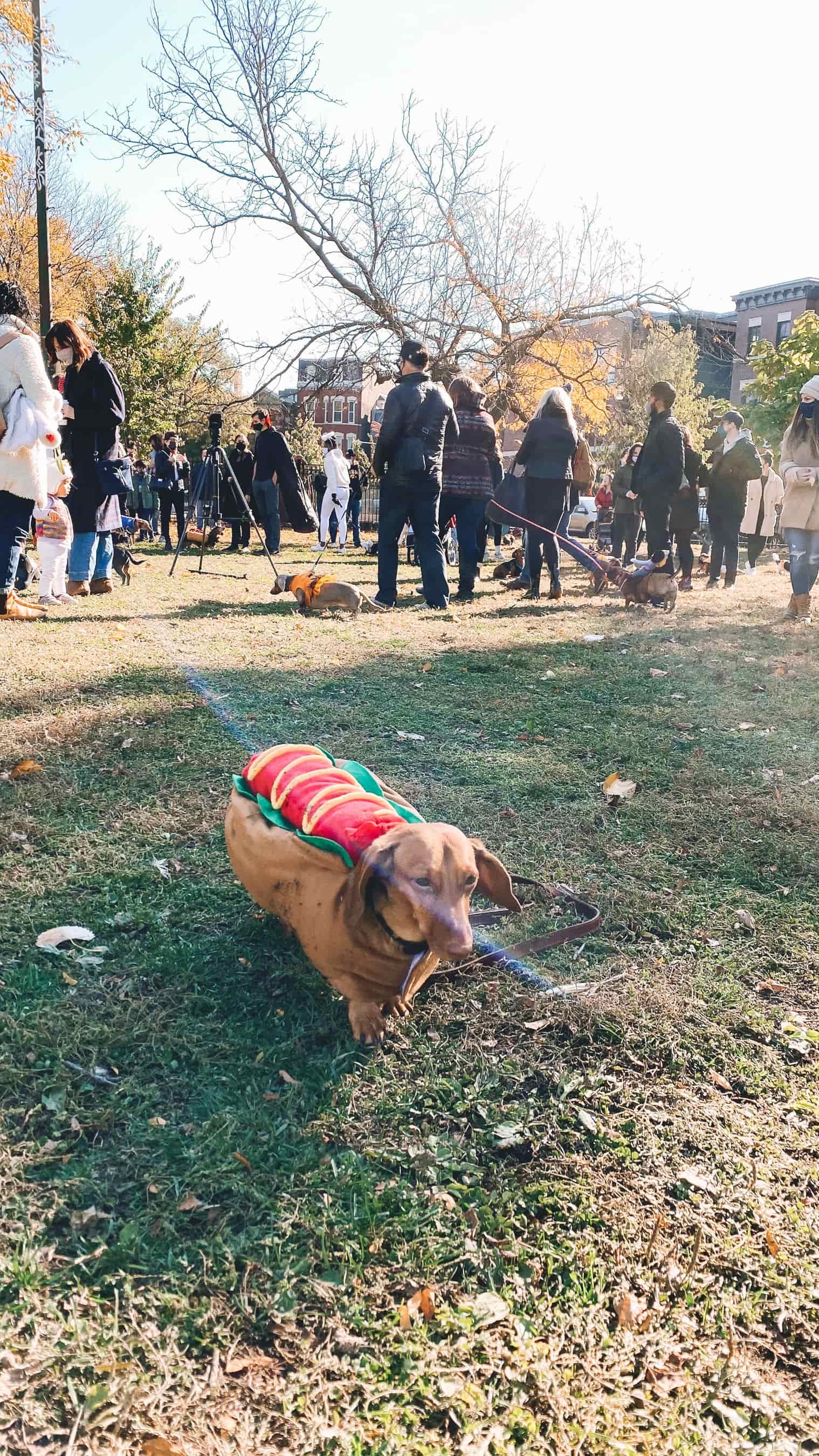 chicago dachshunds chicago dachshunds