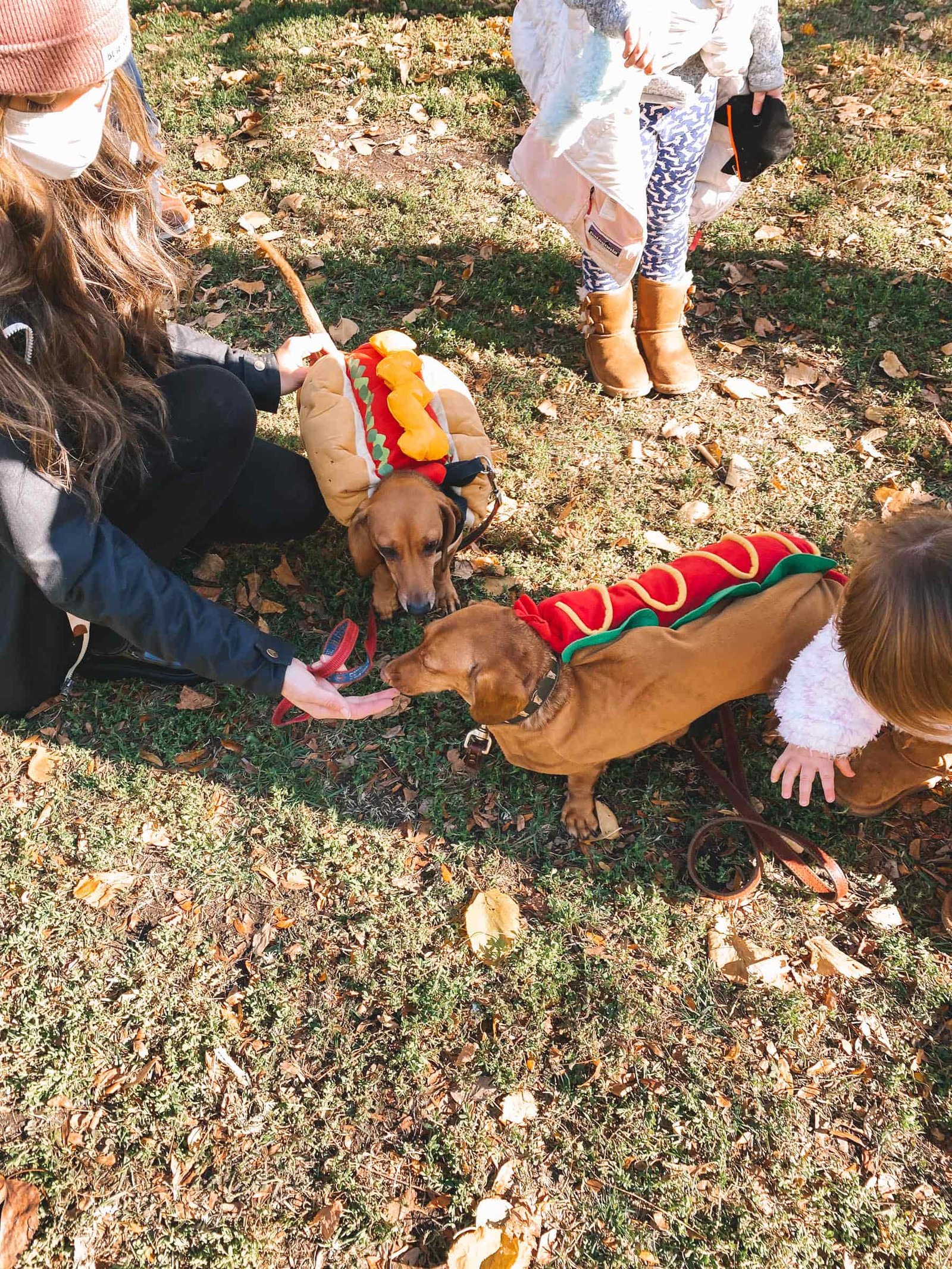 dachshund in hotdog costumes dachshund in hotdog costumes