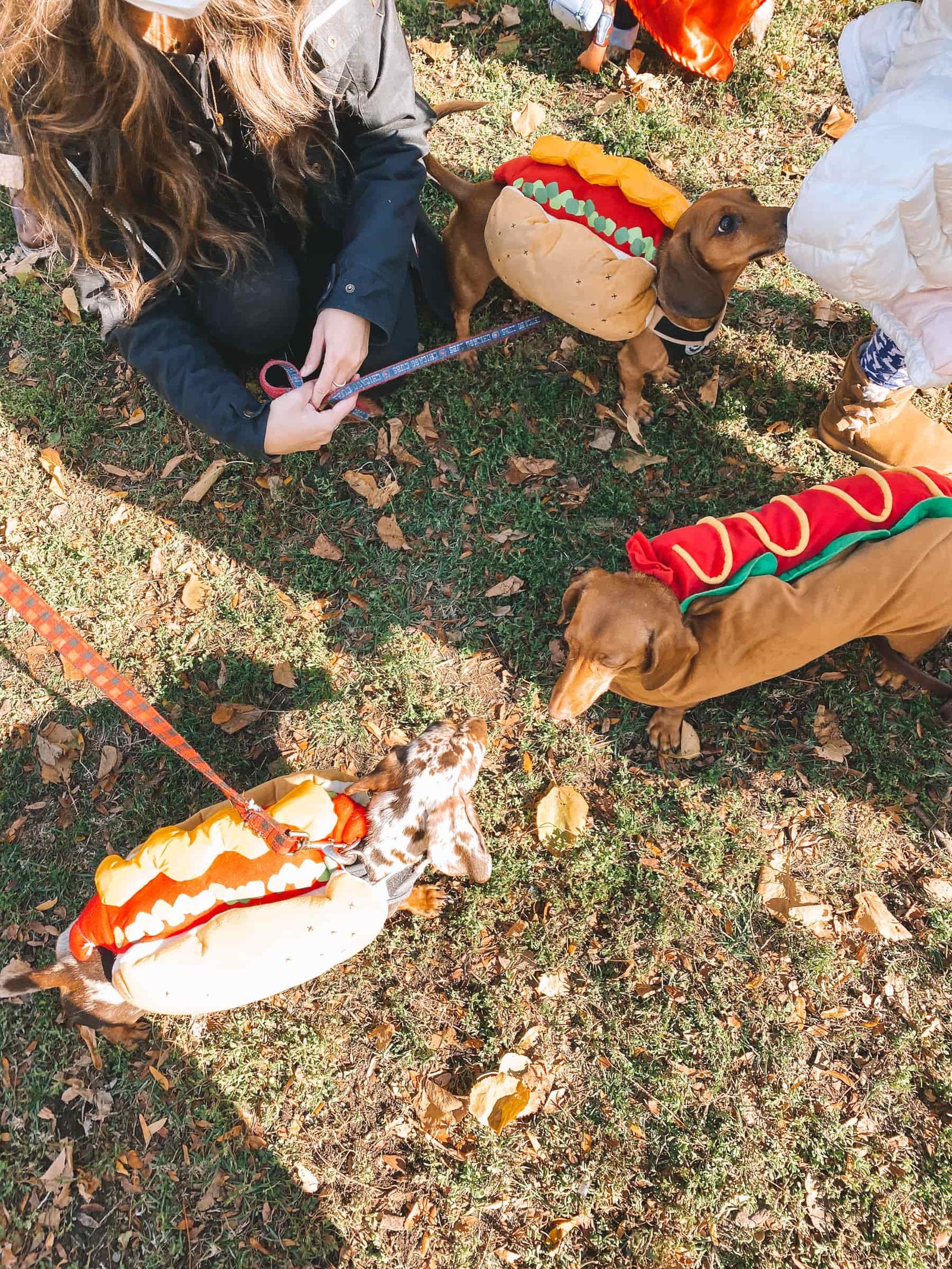 dachshunds hotdog costumes dachshund in hotdog costumes
