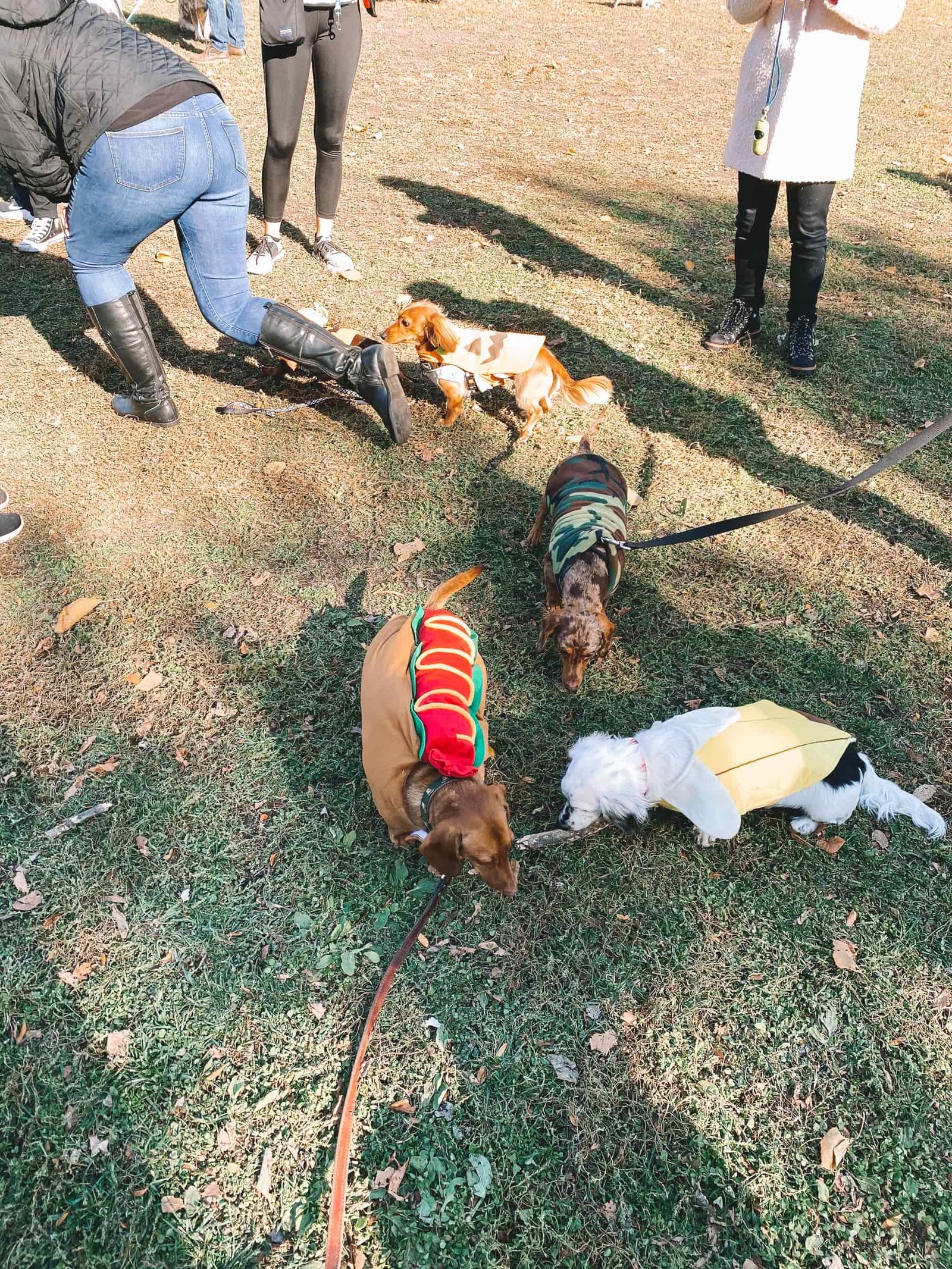dachshunds chicago park dachshunds chicago park