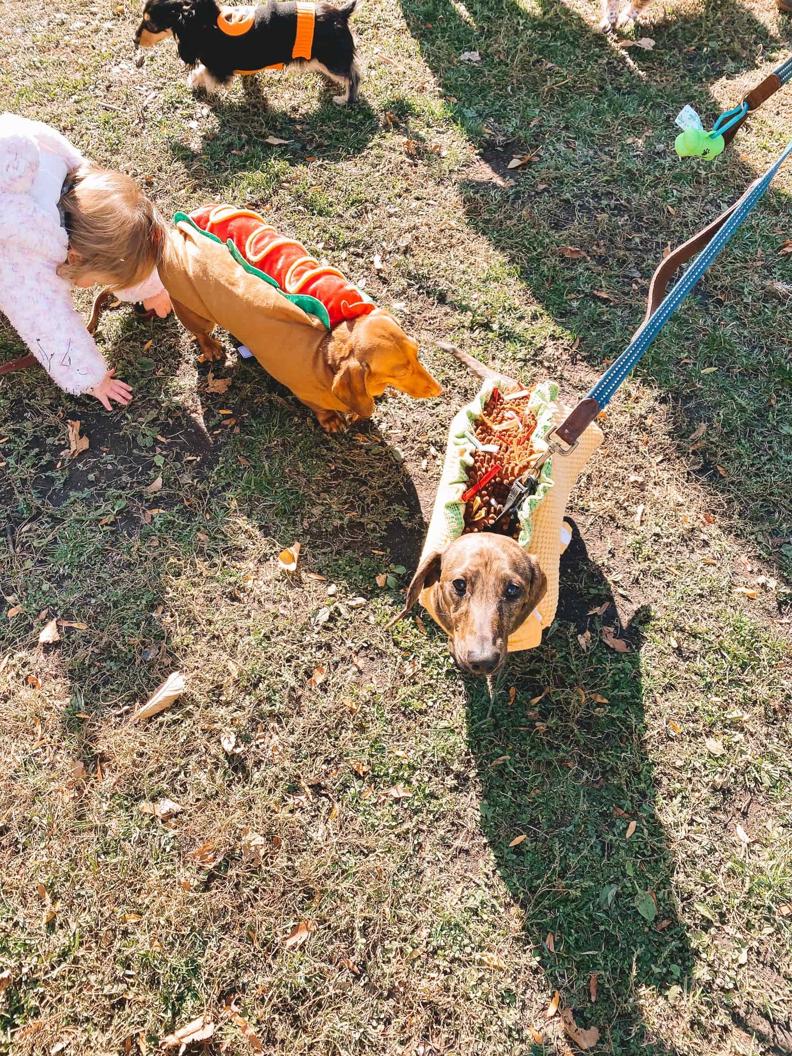 dogs halloween costumes Chicago Halloweenie Walk