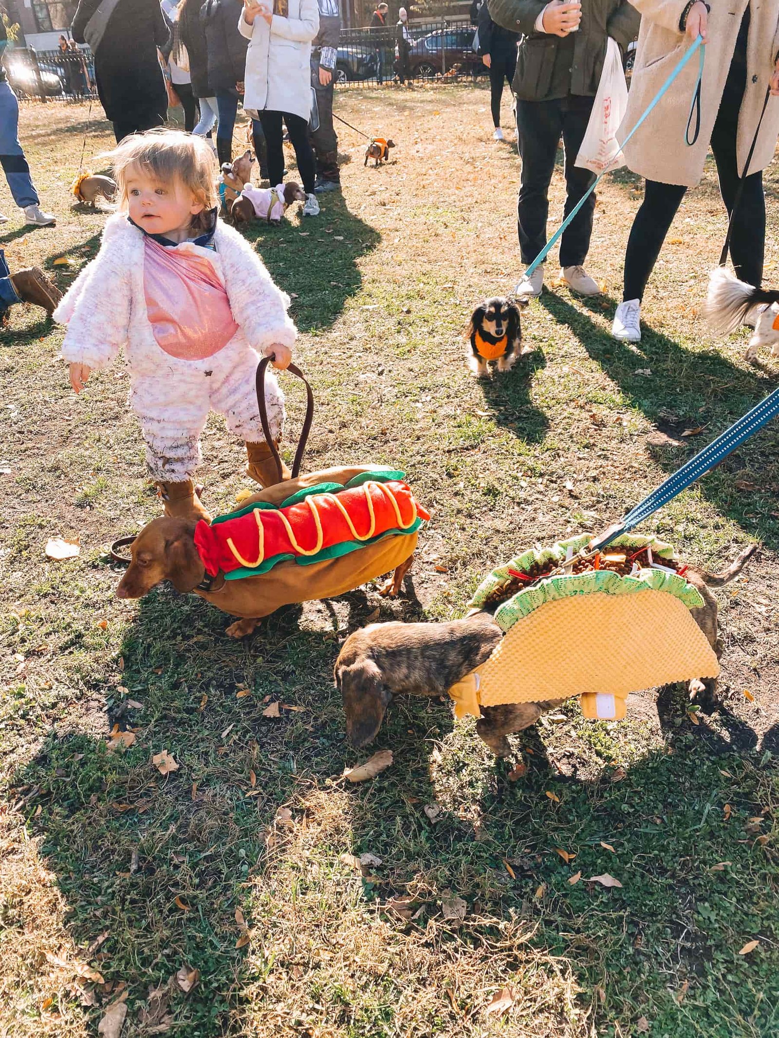 dogs in hotdog and taco costume Chicago Halloweenie Walk | dogs in hotdog and taco costume