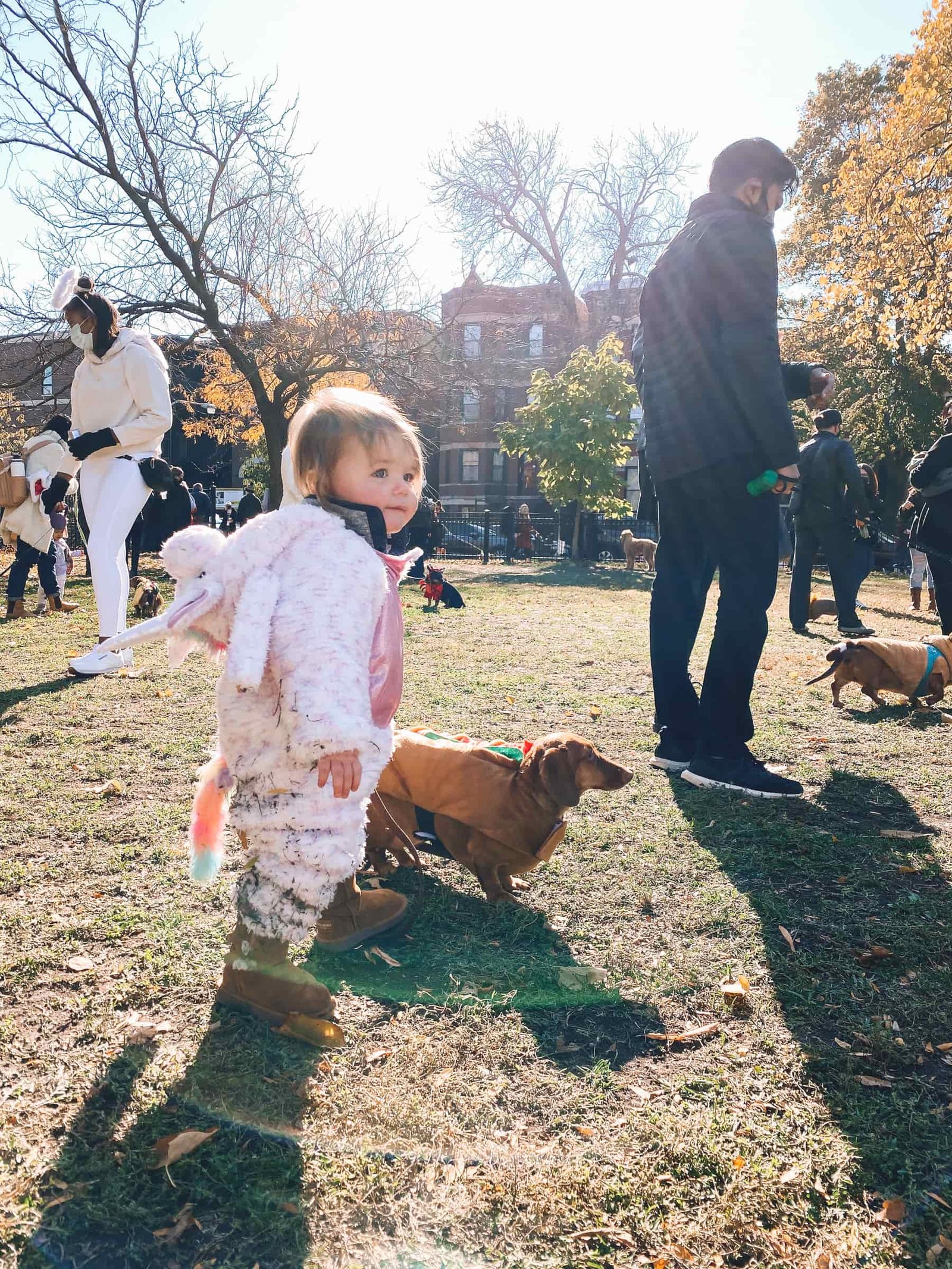 chicago dog parade Chicago Halloweenie Walk