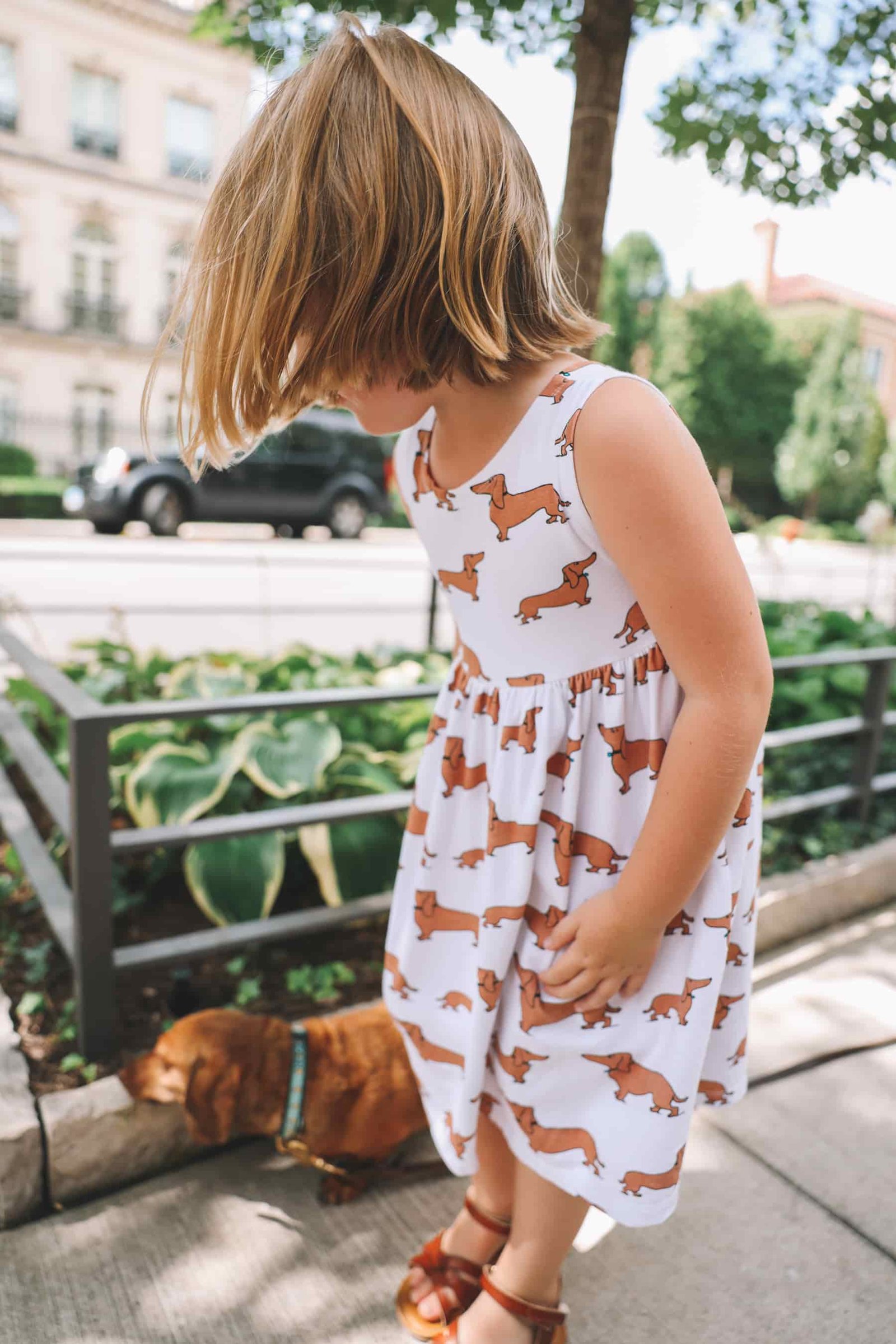 summer doxie outfit summer doxie outfit