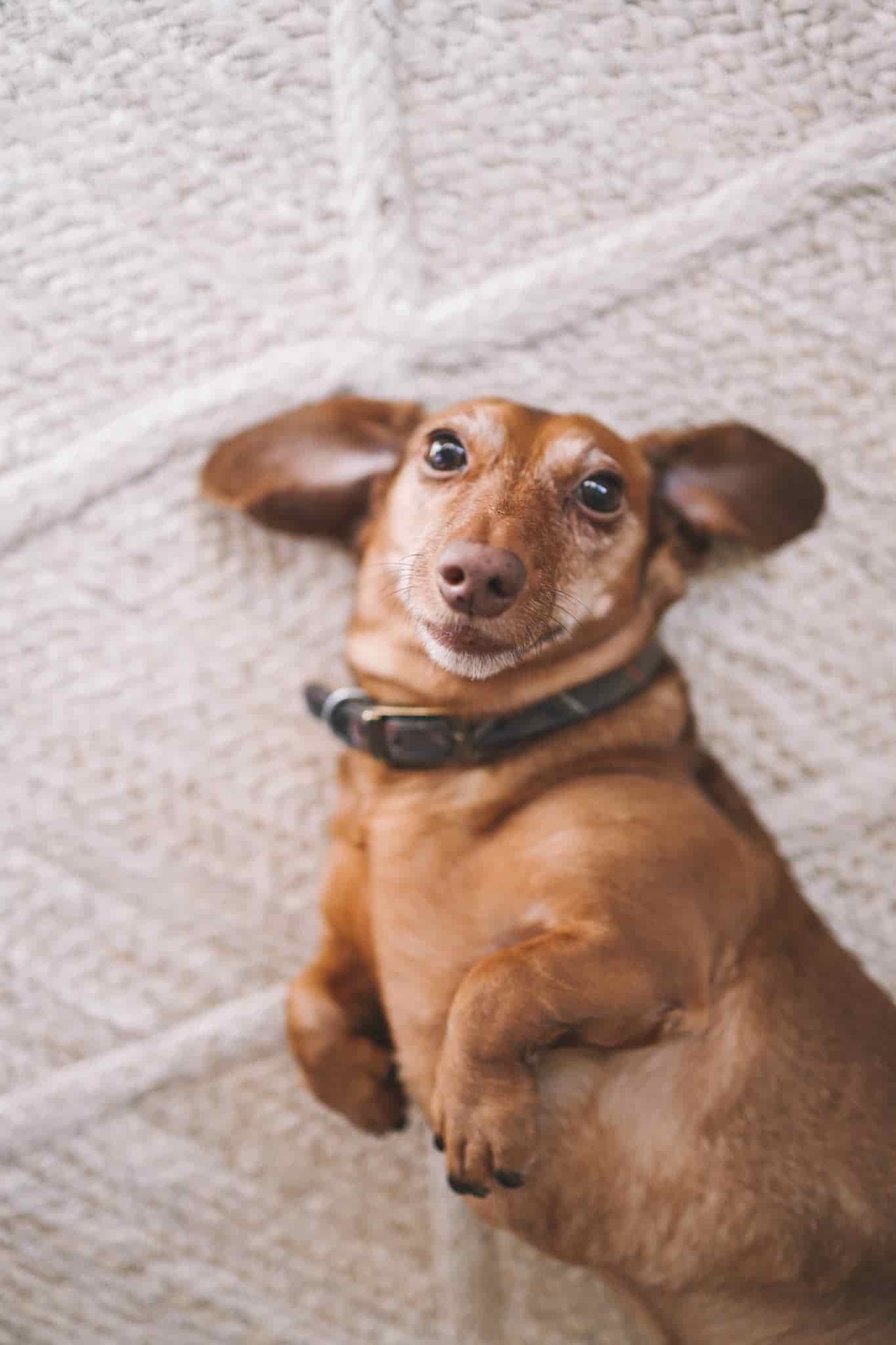 noodle the dachshund noodle the dachshund