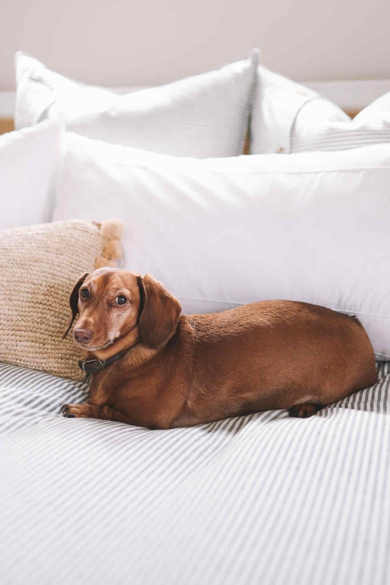 dachshund in bed dachshund in bed