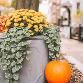 10 Preppy Wayfair Finds for Fall